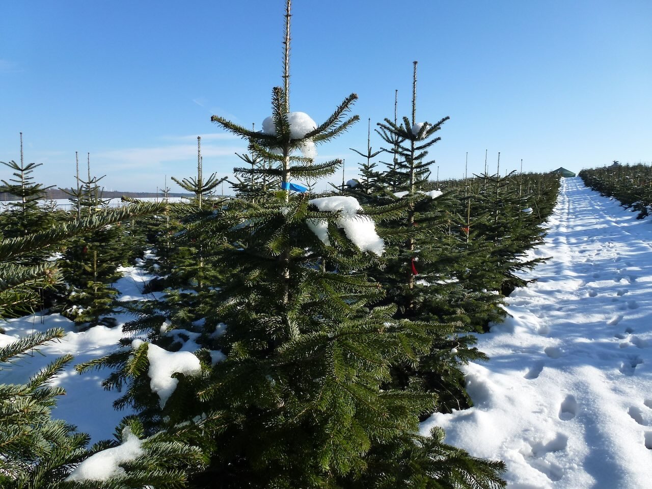 Weihnachtsbaumkultur Schnee Foto Vnwb (1)
